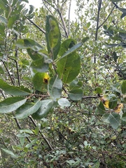 Salix scouleriana