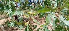 Quercus pyrenaica