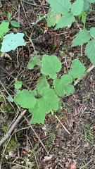 Vancouveria hexandra