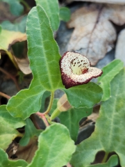 Aristolochia coryi