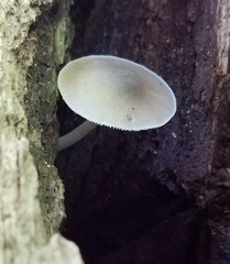 Pluteus longistriatus
