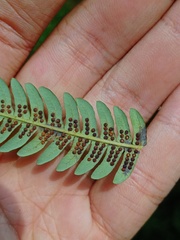 Sphaeropteris glauca