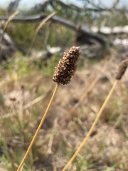 Plantago lanceolata