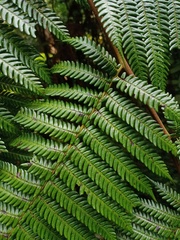 Sphaeropteris glauca