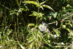 Dianthus superbus