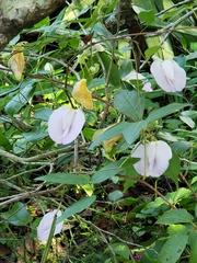 Centrosema arenicola