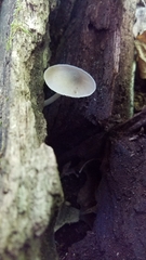 Pluteus longistriatus