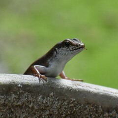 Eutropis carinata