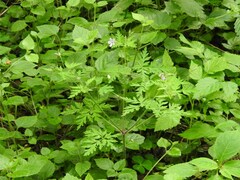 Geranium robertianum