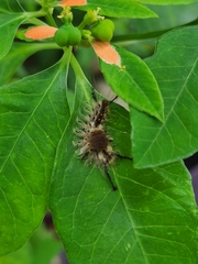 Dasychira meridionalis