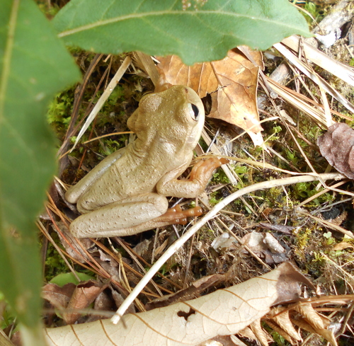 Plectrohyla exquisita