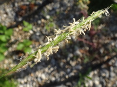 Alopecurus myosuroides