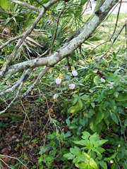 Centrosema arenicola