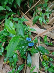 Commelina
