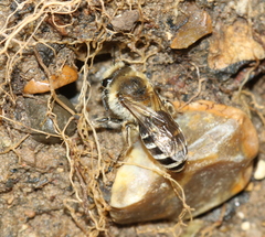 Colletes halophilus