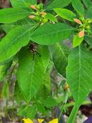 Dasychira meridionalis
