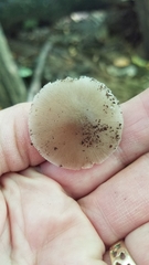 Pluteus longistriatus