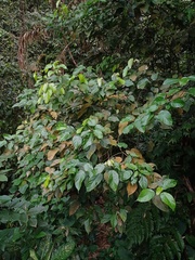 Croton argyratus