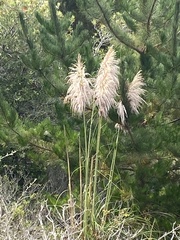 Cortaderia