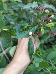 Cornus racemosa