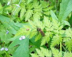 Empis tessellata