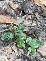Pyrola americana