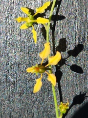 Galphimia angustifolia