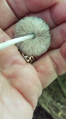 Pluteus longistriatus