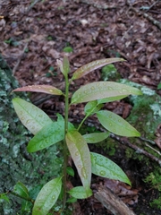 Oxydendrum