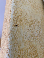 Drosophilidae
