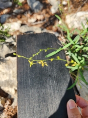 Galphimia angustifolia