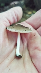 Pluteus longistriatus