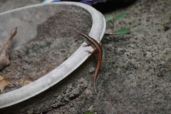 Eutropis carinata