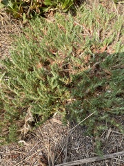 Cardionema ramosissimum