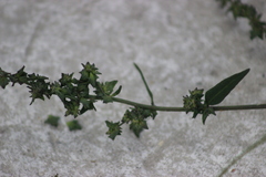 Atriplex patula
