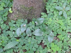 Maianthemum bifolium