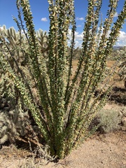 Fouquieria splendens