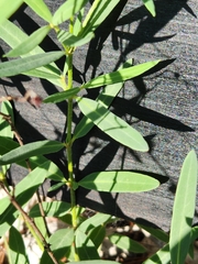 Galphimia angustifolia