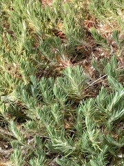 Cardionema ramosissimum