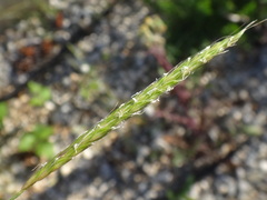 Alopecurus myosuroides