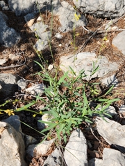 Galphimia angustifolia