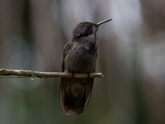 Colibri delphinae