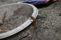 Eutropis carinata