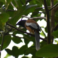 Dendrocitta vagabunda