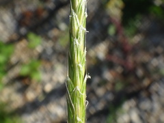 Alopecurus myosuroides