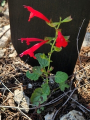 Salvia roemeriana
