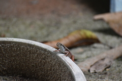 Eutropis carinata