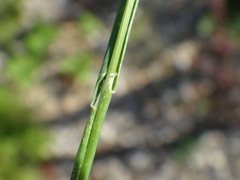 Alopecurus myosuroides
