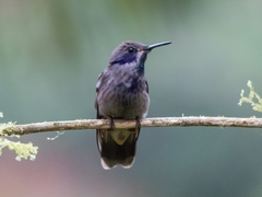 Colibri delphinae