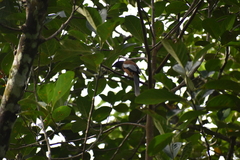 Dendrocitta vagabunda